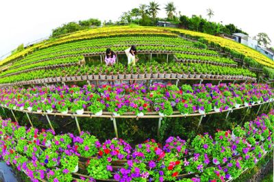 LÀNG HOA SA ĐÉC – CHÙA LÁ SEN